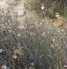 Phymaspermum appressum