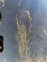 Potamogeton diversifolius