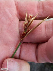 Hypodiscus alboaristatus