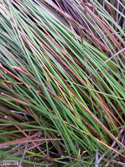 Hypodiscus alboaristatus