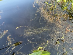 Potamogeton diversifolius