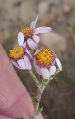 Phymaspermum appressum