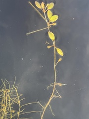 Potamogeton diversifolius