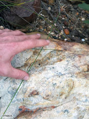 Hypodiscus alboaristatus