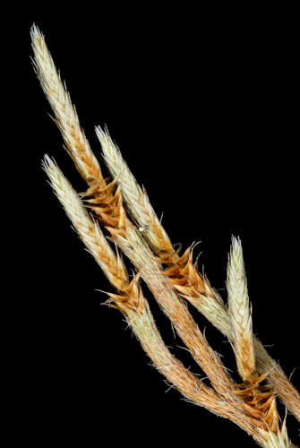 Selaginella acanthonota