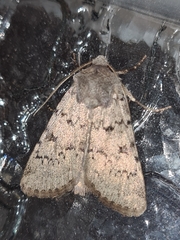 Epipsilia grisescens