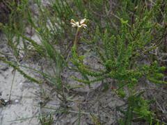 Jamesbrittenia albomarginata