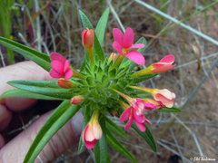 Collomia biflora