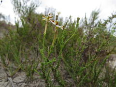 Jamesbrittenia albomarginata
