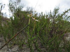 Jamesbrittenia albomarginata