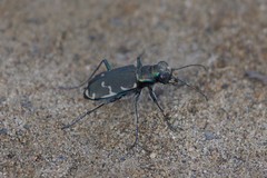 Cicindela ancocisconensis