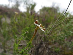 Jamesbrittenia albomarginata