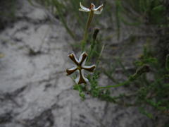 Jamesbrittenia albomarginata