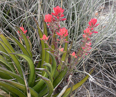 Castilleja rigida