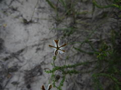 Jamesbrittenia albomarginata