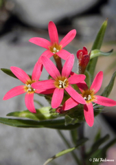 Collomia biflora