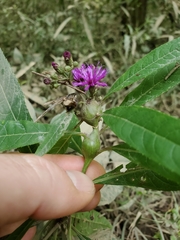 Neolasioptera vernoniae