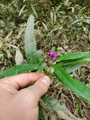 Neolasioptera vernoniae