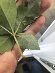 Phyllocnistis ampelopsiella