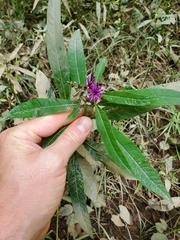 Neolasioptera vernoniae