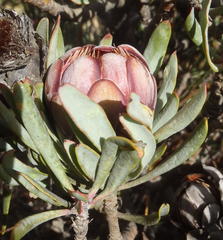 Protea canaliculata