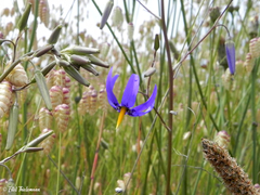 Conanthera bifolia
