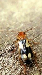 Mimodromius