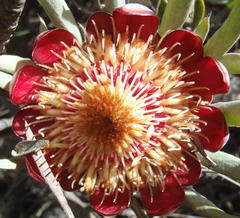 Protea canaliculata
