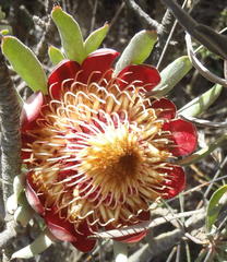 Protea canaliculata