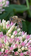 Apis mellifera