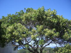 Allophylus natalensis