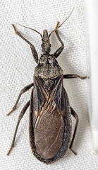 Triatoma protracta