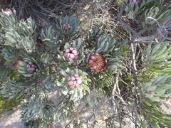Protea canaliculata