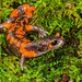 Ensatina eschscholtzii platensis - Photo (c) John Clare, μερικά δικαιώματα διατηρούνται (CC BY-NC-ND)