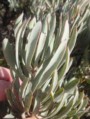 Protea canaliculata