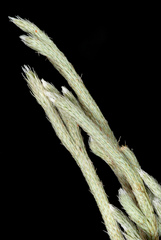 Selaginella acanthonota