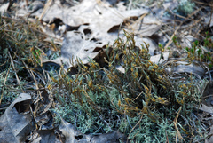 Selaginella acanthonota
