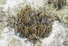 Selaginella acanthonota