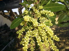 Allophylus natalensis