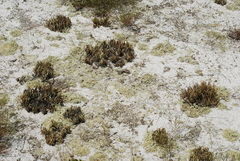 Selaginella acanthonota