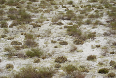 Selaginella acanthonota