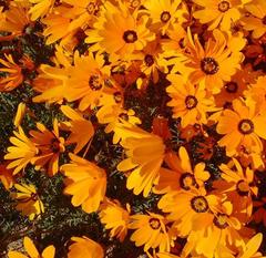 Ursinia calenduliflora