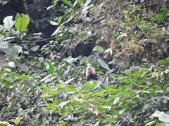 Cebus capucinus