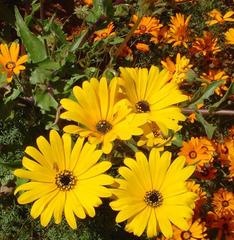 Osteospermum amplectens