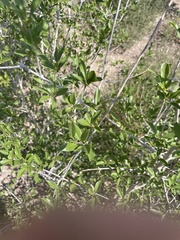 Forestiera pubescens pubescens