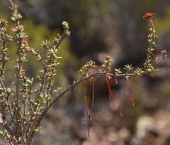 Crassula whiteheadii