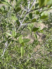 Forestiera pubescens pubescens