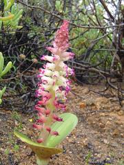 Lachenalia carnosa
