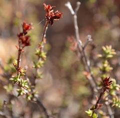 Crassula whiteheadii
