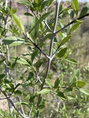 Forestiera pubescens pubescens
